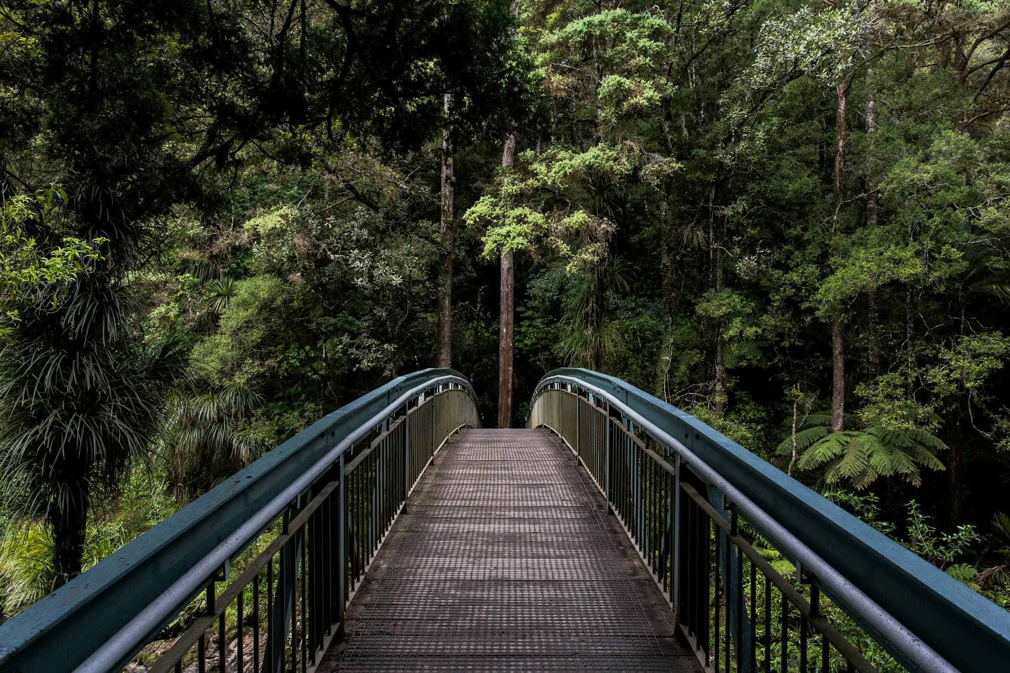 Floresta serena